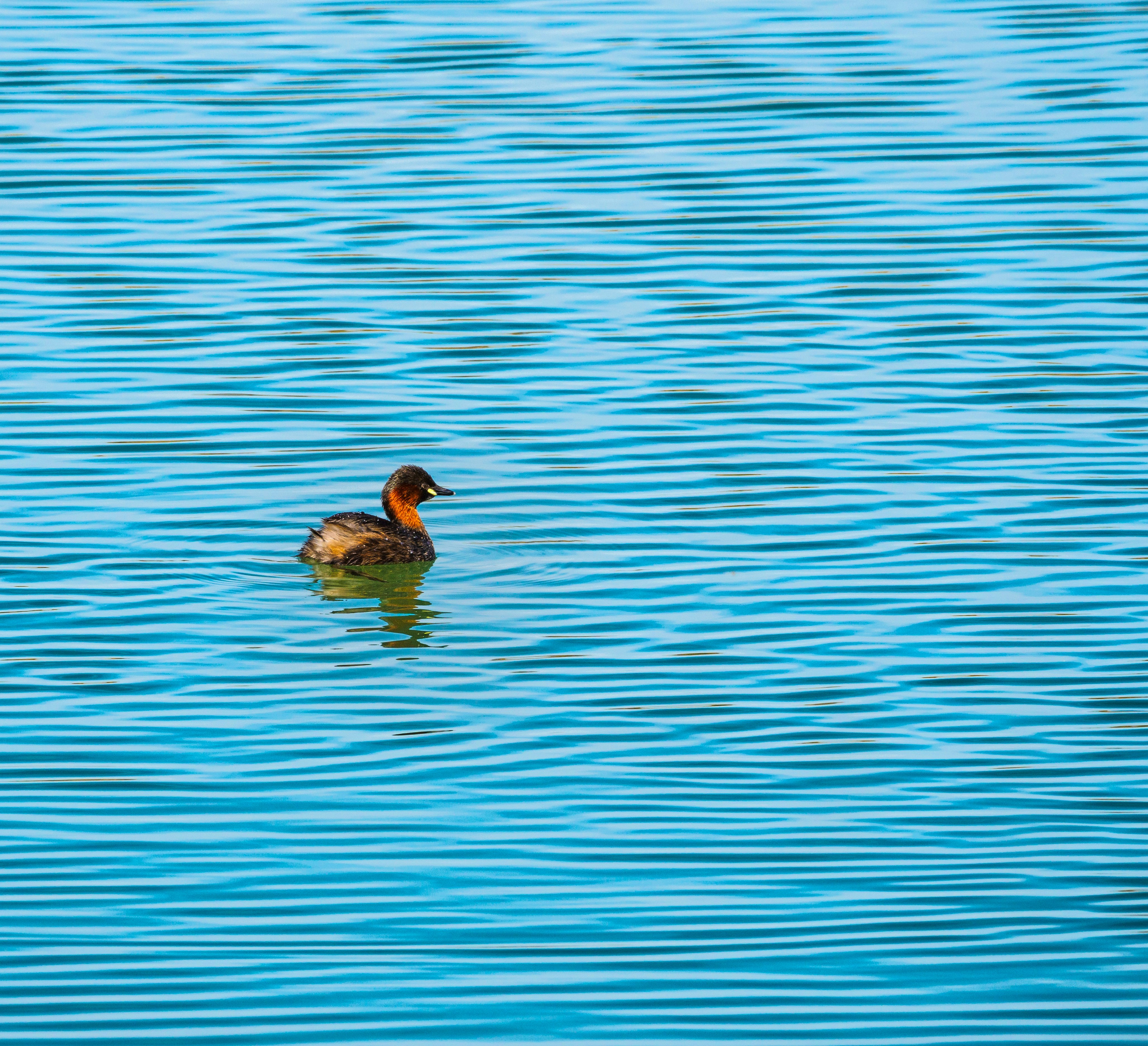 brown duck on body of water